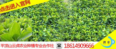 山西冬青苗木栽培 云虎農業 苗圃直銷 價格優惠