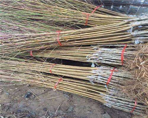 沙坪壩核桃樹 焦作核桃樹基地