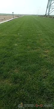 河北草坪 草坪直銷山東 附近的草坪基地