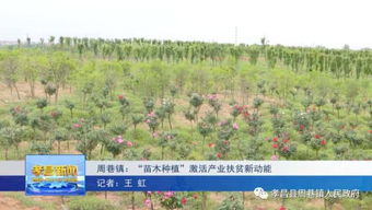 周巷鎮 苗木種植 激活產業扶貧新動能