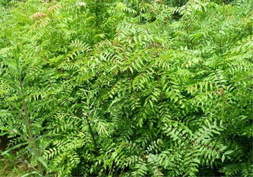 景龍生態綠化建設 圖 苗木種植基地在哪里 寧夏苗木種植基地