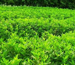 蛟河市新站鎮天利苗木種植專業合作社