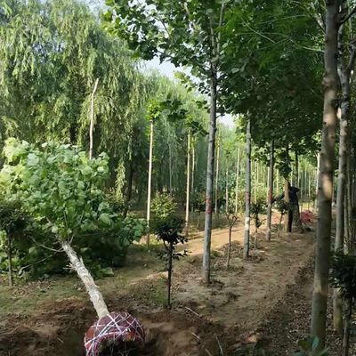 【法桐的價格 20公分法桐 源昊苗木 8公分法桐批發圖片】法桐的價格 20公分法桐 源昊苗木 8公分法桐批發圖片大全 - 邳州市源昊綠化苗木種植家庭農場