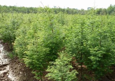 江蘇水杉苗木種植銷售