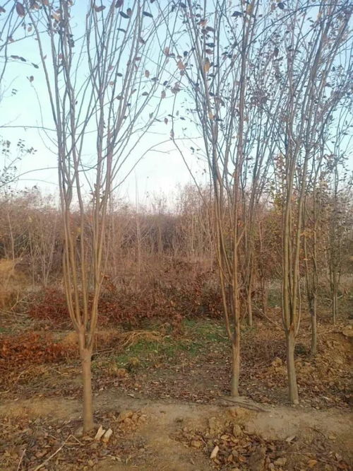 恭喜山東省鄆城縣老東北種植基地入駐苗木通 精品槐樹專供