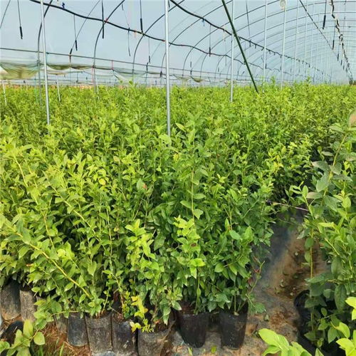 兔眼藍莓苗 兔眼藍莓苗銷售電話