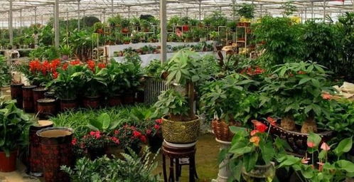 馬上扔掉家里這3種 害人花 好多人家里在種,當心會中毒