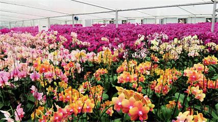 東莞花卉產業初具規模,畝產值最高10萬元/年