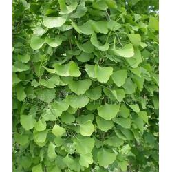 天秦銀杏苗木種植基地 湖南銀杏小苗 銀杏小苗