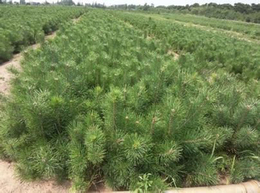 油松苗基地-德州油松苗-三木苗木種植*合作社
