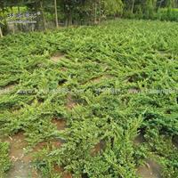 供應爬地柏_高度100公分_沭陽種植地 | 沭陽縣好景園林綠化苗木場
