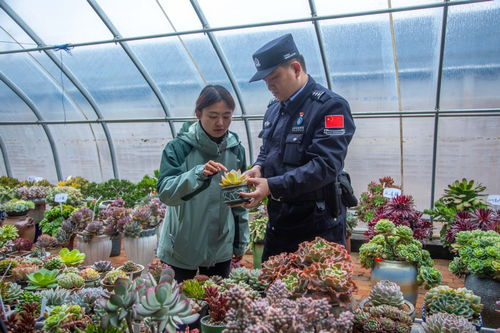 新疆伊犁 民警深入大棚話平安