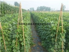 簡陽市洪森苗木種植專業合作社公司簡介簡陽市洪森苗木種植專業合作社