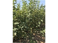 產品展示 絳縣森之泉苗木種植專業合作社