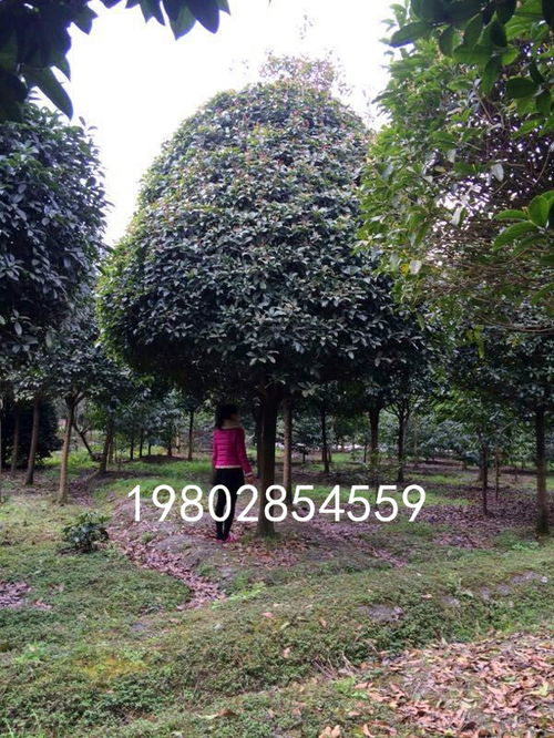 【桂花樹苗木種植基地批發桂花】- 