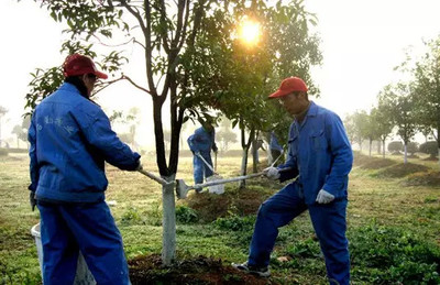 津城園苗木分析:苗木利潤都跑哪里去了?-