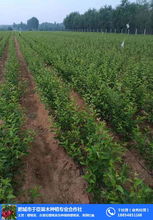 肥城市于臣苗木種植專業合作社