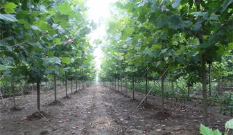 【9公分法桐-速生法桐價格-法桐產地】- 