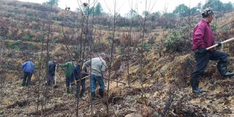 德興市榮興苗木有限責任公司積極組織開展良種良法推廣項目示范基地冬季撫育管護工作