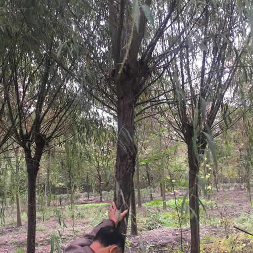 12公分櫻花價格品質售后無憂 邳州市鑫潤苗木種植專業合作社