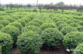 苗木反季節栽植,這些施工要點要門兒清