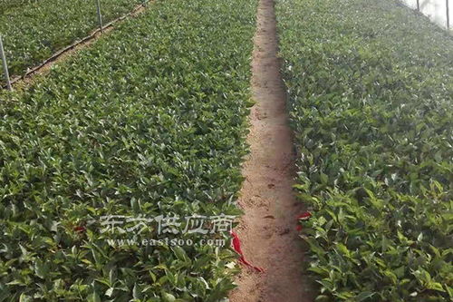 吉塞拉砧木苗 泰安澤陽 組培吉塞拉砧木苗圖片