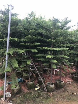 園林綠化工程苗木設(shè)計的原則