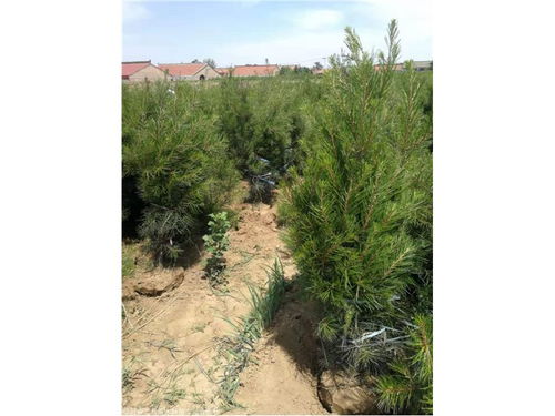 白皮松價格 1米2米3米4米5米白皮松規(guī)格全 價格低