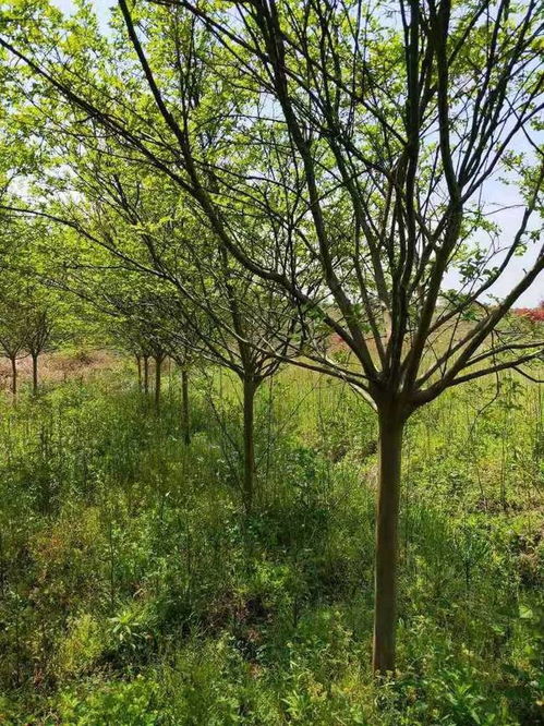 恭喜武漢美景匯苗木專業(yè)合作社入駐苗木通平臺 致力精品苗木發(fā)展