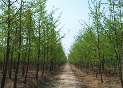 【行業(yè)觀察】新常態(tài)下山東苗木如何發(fā)展-