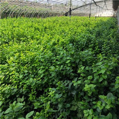 介紹 西藏燦爛藍莓苗種植管理資料