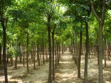 精品推薦 山東鵬輝苗木種植基地