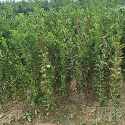 【北京西城區李子樹苗不賺錢吐血賣 附近哪里出售】- 