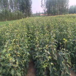 寶雞1公分新梨7號梨樹苗晚熟品種調價信息