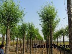 惠民縣昌盛苗木種植專業合作社_志趣網