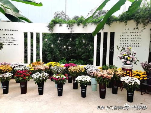 千姿百態竟妖嬈 菊香人家2021國際精品菊花展開園啦