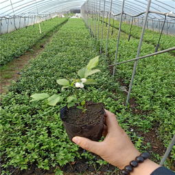 【3年的藍莓苗價格,藍莓苗木哪家好,購買藍莓苗,藍莓苗木批發】-