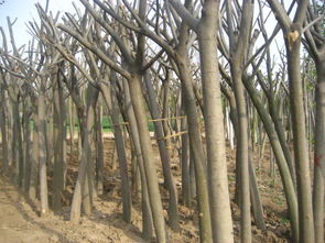 國槐,國槐苗木種植地,國槐商青島冠華綠化公司2規格型號及價格 苗木培育 園林設計 園林工程,草籽草坪 噴泉雕塑