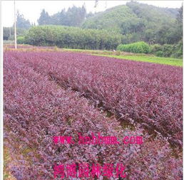 湖南苗木價格 湖南苗木種植基地