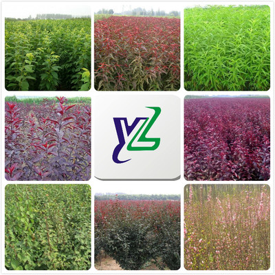 桐城熱銷青柳,龍爪槐種植基地