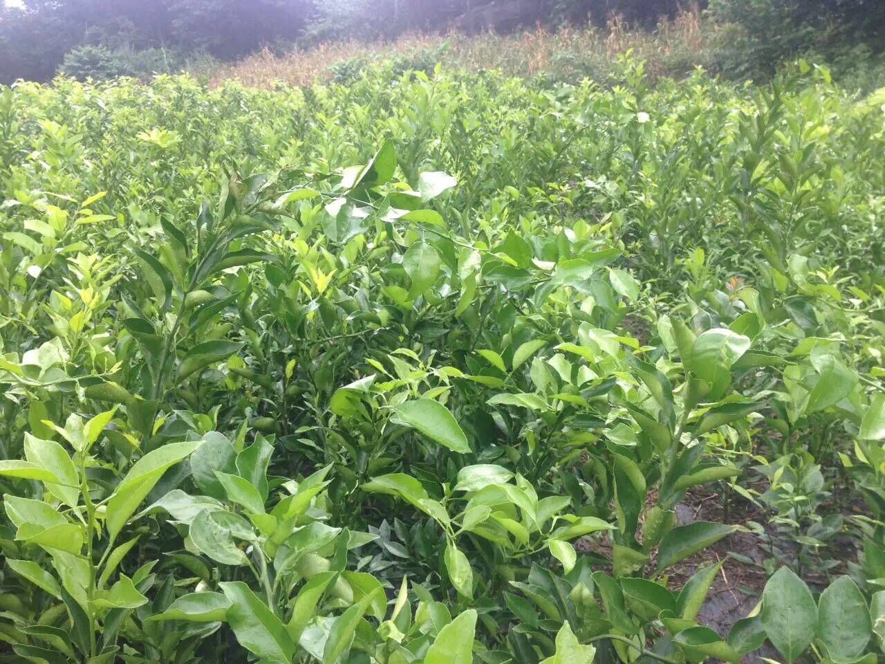 春見苗代理/簡陽市錦鵬苗木種植專業合作社圖片|春見苗代理/簡陽市錦鵬苗木種植專業合作社產品圖片由簡陽市錦鵬苗木種植專業合作社公司生產提供-