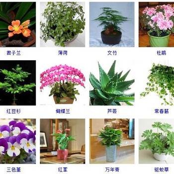 農莊花卉種植項目招商共贏天下農莊