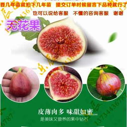 新聞 安康中農寒優無花果廠家