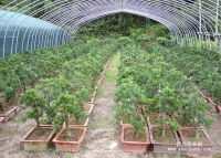 杉樹苗,馬尾松苗,羅漢松,桂花,丹桂,香樟,銀杏江蘇 南通湖南通道鴻茂種苗綠化公司產品供應第1頁