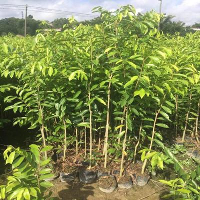 奇楠沉香苗批發價格 優質基地出售 專車送貨 批發價格