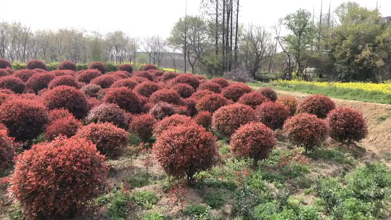 紅葉石楠球來一波#苗木