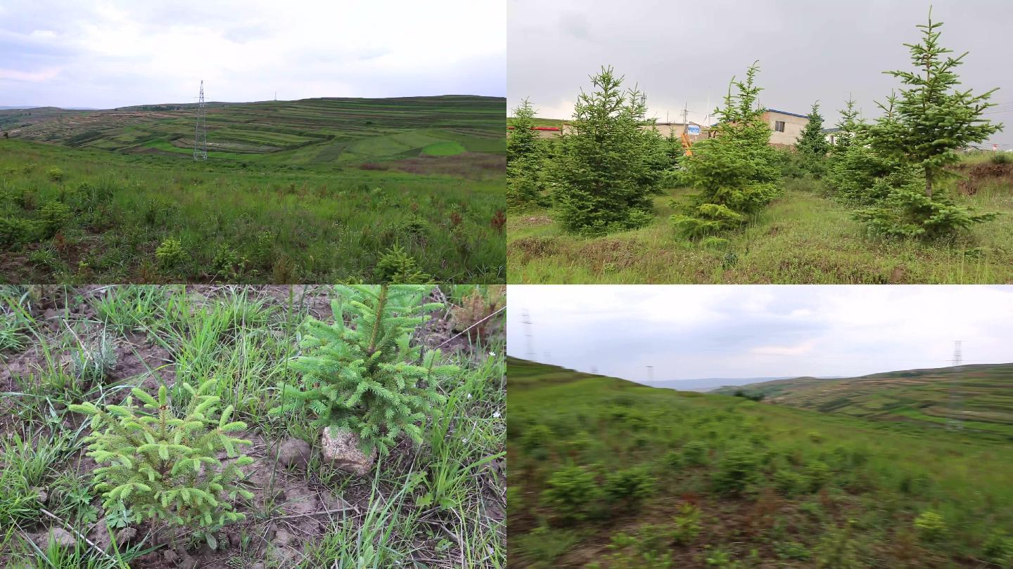 苗木栽種培養實拍