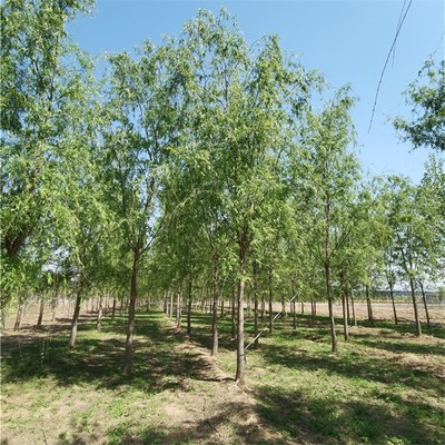 垂柳樹圖片,垂柳出售,實地看苗,苗木種植