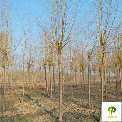 苗木種植_金絲垂柳廠家_金絲柳樹_真誠服務
