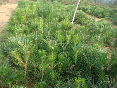 黑松基地|口碑好的黑松小苗出售(黑松小苗,黑松小)--泰安佳宇苗木種植專業合作社